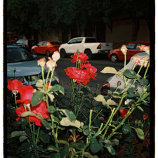 Lucre Colombo Flores