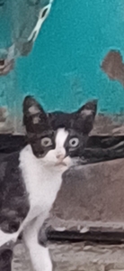 Julieta