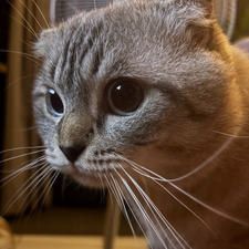 Samiwise