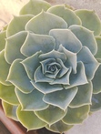 Lorena