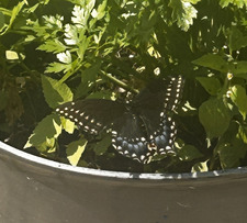 ‧₊˚❀༉‧Sofia₊˚.❀;༘⋆