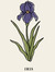 Iris
