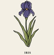 Iris