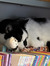 MeowMom