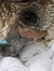Cléo Furet