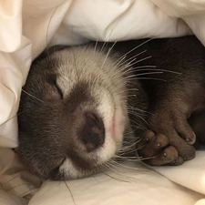 KIRI ✶ otters enthusiast