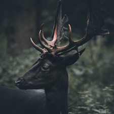 Biche Noire