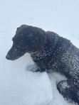 Sam