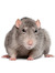 Rodent