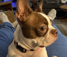 Bob