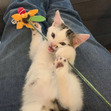 Zoë