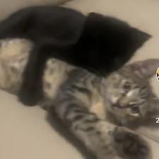 Cora