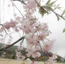 nym ⤹⋆⸙͎۪۫｡˚۰˚☽˚⁀➷｡˚⸙͎۪۫⋆ ༄
