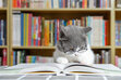TheReadingCat7