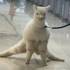 Maël