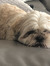 Libby