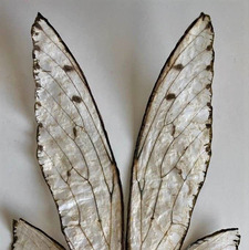 COCOfae&#x1f9da;&#x1f3fd;&#x1f33f; Power