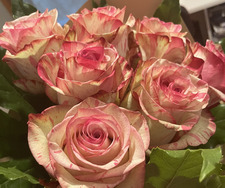 Alexandra  Bosinceanu