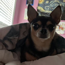 Isabella Chiaramonte