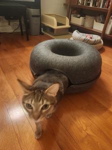 historyofcats