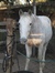 Wild Olive equestrian 