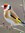 Carduelis