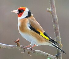 Carduelis