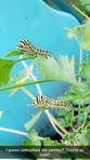 Caterblü