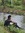 Animesh