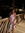 Rylee Harinck | 4 comments