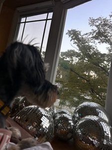 Bug Lover