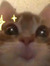 Merrycat