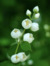 ❀ 伍花蕾 ❀