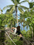 Makira