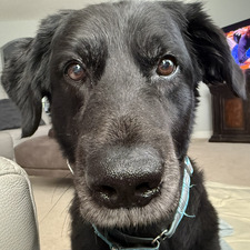 Caroline Conroy-Puma