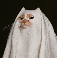 ⋆ ˚｡ ⋆୨ rox ୧⋆ ˚｡ ⋆