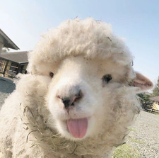barbora