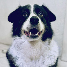 Joel Ybañez Bontuyan