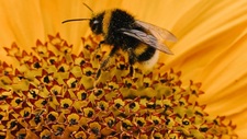 Marcia Bee