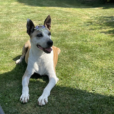 Brent Devleeschouwer