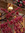 Cowteaz