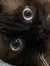 Lu
