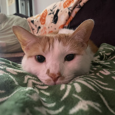 Oliver A.