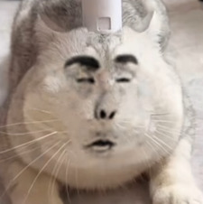 Brooksford Billingknuckle