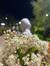 Ethar Muhammad 