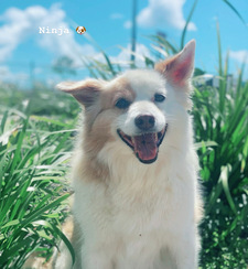 Kindle and the Collie