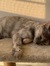 Elo Kitty