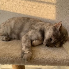 Elo Kitty