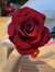 Noha.Najar