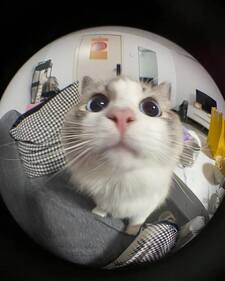 luci